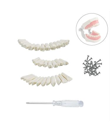 Buy Youya Dental TM-021 Replacement Teeth - 32 Pieces for Perfect Smile - Buy Online on GoSupps.com