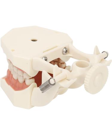 High-Scaled 32-Teeth Dental Model with Soft and Solid Gums for Training | Ideal for Dentists & Educators - Buy Online on GoSupps.com