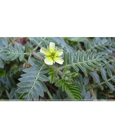 Indigo Herbs Organic Tribulus Terrestris Powder 100g - Boost Vitality & Wellness | International Shipping Available - Buy Online on GoSupps.com
