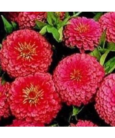 Zinnia Dreamland Rosa 10 Semi