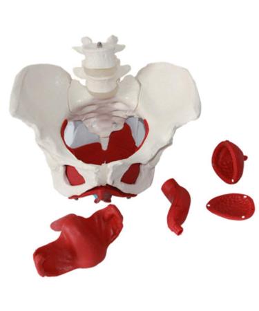 Uterine Model Pelvis with Pelvic Floor Muscle Model Female Pelvis Model