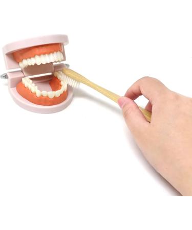 Honbay Standard Teeth Model with Toothbrush | Adult Dental Demonstration Teaching Supplies - Buy Online on GoSupps.com