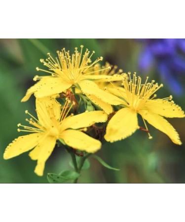 Millepertuis Hypericum perforatum 1000 graines