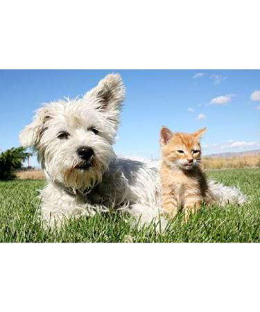 Buy Cat Urinary Tract Health Supplements - Natural Cranberry Comfort for Cats - VETS Recommended - 3 Bottles (270 Treats) - Dogs & Cats - International Shipping - Buy Online on GoSupps.com