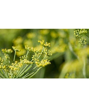 Indigo Herbs Emotional Balance Roller | 10ml Etheric Oil Blend with Geranium Lavender Fennel & Bergamot for Relaxation - Buy Online on GoSupps.com