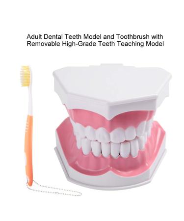 Buy Adult Dental Teeth Model | High-Quality Removable Teaching Model & Toothbrush for Effective Oral Care Education - Buy Online on GoSupps.com