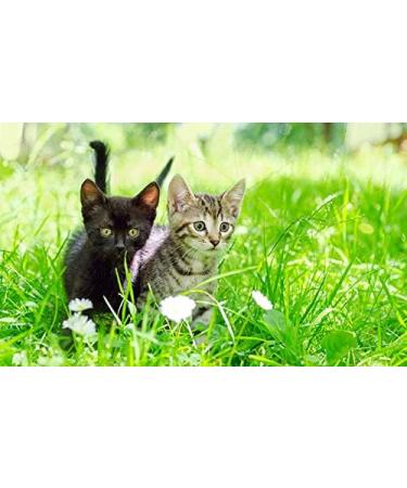 Dizefa Tick Traps (3 Cans) - Original Tick Defense for Gardens | Innovative Protection for Humans & Pets | Reduce FSME & Lyme Risk - Buy Online on GoSupps.com