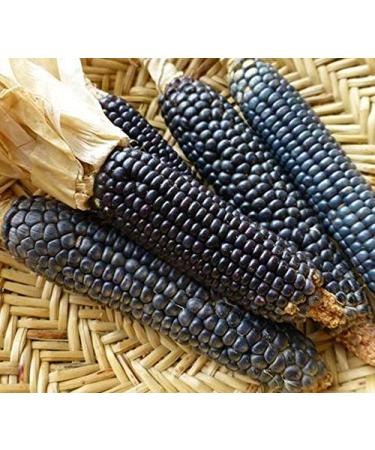 Germinazione dei semi: 50 - Semi: Rio Grande Blu Corn Semi - iet di mais blu dal Rio Grande Pueblos