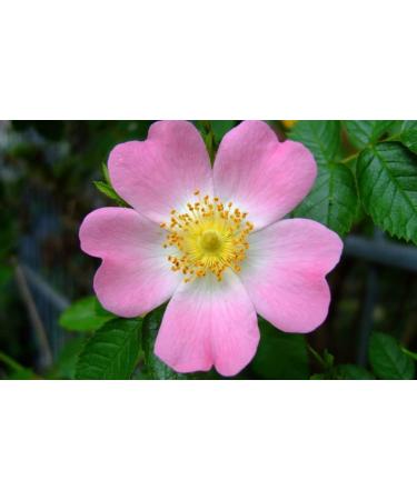 Wild Rose n 37 Fleur de Bach farmaflor 1 Flacon Comtpe Gouttes 10ml - Made in Italy - Buy Online on GoSupps.com