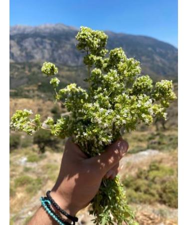 Oregano bunch organic wild sun dried from the Greek mountains 50g whole oregano bunch dark green with leaves and stems - Buy Online on GoSupps.com