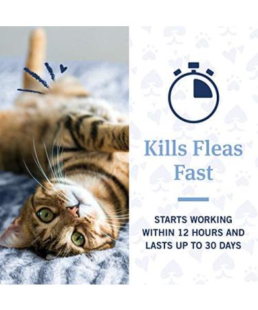 PetArmor Advanced 2 Flea Prevention for Large Cats - 6 Month Supply - Buy Online on GoSupps.com