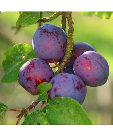 Buy Me mer French Plum Tea - 20 Gluten-Free Lactose-Free Vegan Tea Bags for International Shipping - Buy Online on GoSupps.com
