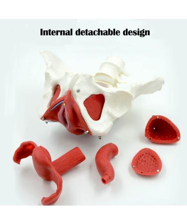 Removable Female Pelvis Model with Organs - Detailed Anatomical Educational Model for Pelvic Floor Muscles & Reproductive Anatomy - International Shipping Available - Buy Online on GoSupps.com