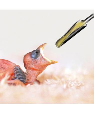 Bird Feeding Syringe Set Baby Birds Syringe Feeder Parrot Feeding Syringe Tube Measuring Syringe Budgie Pet Hand Rearing Feeding Syringes Baby Birds Feeding Syringe Used for Feeding Milk Medicine - Buy Online on GoSupps.com