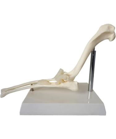Dog Canine Elbow Joint Model Educational Model Dog Elbow Joint Model Dog Elbow Joint for Veterinary Study Teaching