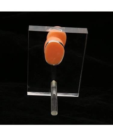 Silicone Right Ear Model with Fine Details - Ideal for ENT Hospitals - Buy Online on GoSupps.com