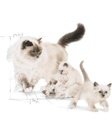 Royal Canin Mother and Babycat Dry Cat Food 2kg - Buy Online on GoSupps.com