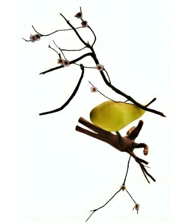 Zara Hypnotic Vanilla Bloom Perfume Spray for Women Warm and Enchanting Eau de Parfum 30ml (1.0 fl. oz) - Buy Online on GoSupps.com