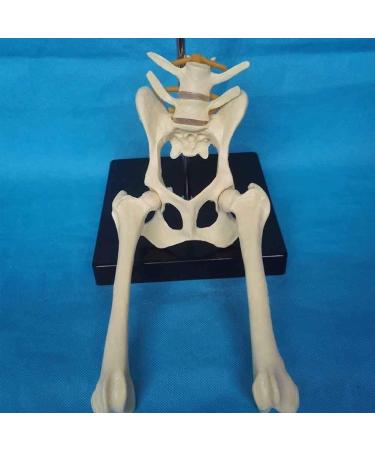 Dog Hip Joint Skeleton Medical Model Veterinary Education Demonstration Dog Ventilation Model Dog Skeleton Pet Veterinary Education Animal Model - Buy Online on GoSupps.com