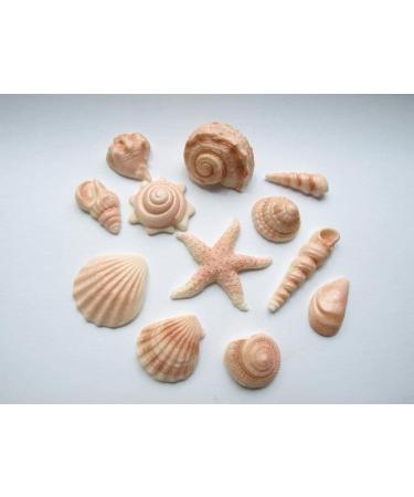 Rainbow Cake Toppers 24x Edible Sea Shells Cupcake Decorations Mermaid Cupcake Toppers Under the Sea Cake (RCT-0047) - Buy Online on GoSupps.com
