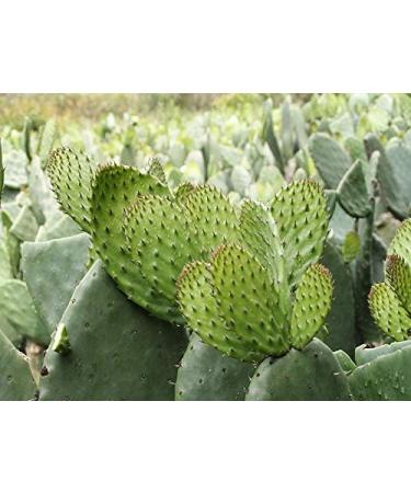 Maxx Herb Organic Nopal Cactus Powder - Digestion & Immune Support - High Fiber & Calcium - Vegan, Non-GMO, Gluten Free - 12 oz Bag - Buy Online on GoSupps.com