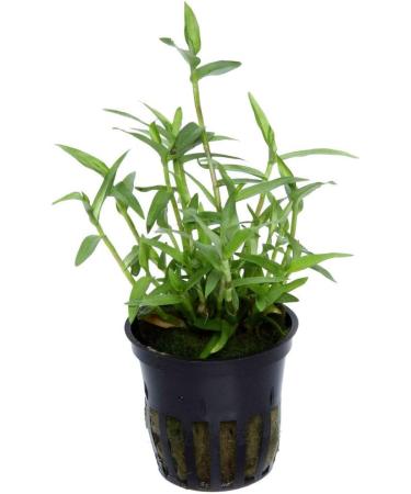 Tropica Murdannia keisak Bamboo No.135 - Premium Aquatic Plants for Your Aquarium - Fast International Shipping - Buy Online on GoSupps.com