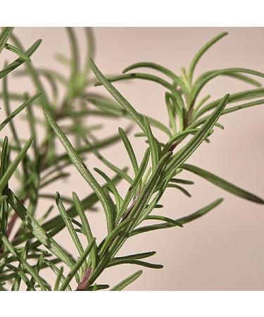 KAINE Rosemary Relief Gel Cleanser 5.07 fl. oz | Soothing Hydrating & Gentle Cleanser - International Shipping Available - Buy Online on GoSupps.com