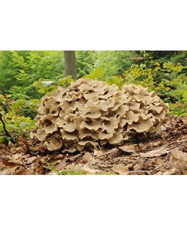  Biotikon Polyporus Dr med. Michalzik - Breeding Rabbit - Polyporus umbellatus 1000 mg - 120 Capsules - No Additives BIOTIKON  - Buy Online on GoSupps.com