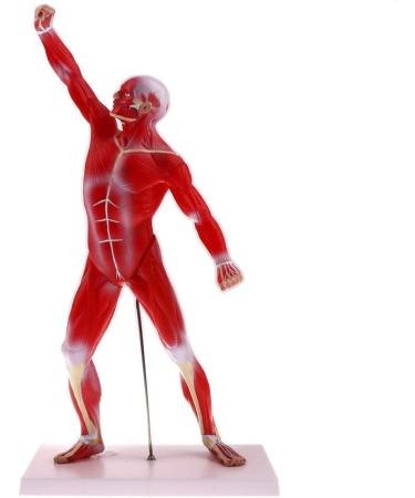 Educational Model 50Cm Human Torso Superficial Muscle Model Vision Human Muscle Anatomy Model for Learning Resources Medical Models - Buy Online on GoSupps.com
