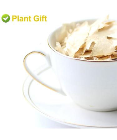 Buy Semen Oroxyli 40g - Jade Butterfly Tea (Oroxylum Indicum) | Herbal Chinese Health Tea | International Shipping - Buy Online on GoSupps.com