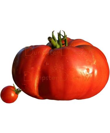 Organic Beefsteak TOMATO 40 + seeds extreamely LARGE NON GMO Heirloom