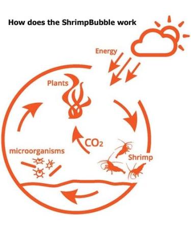 Shrimp Bubble Self-Sustaining Ecosystem in Amber - Eco-Friendly Home Decor - Buy Online on GoSupps.com