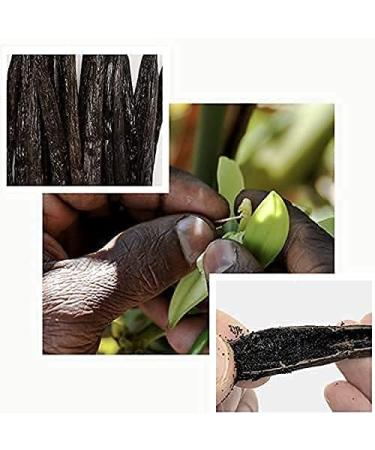 10 Madagascar Bourbon Vanilla Pods 14-16 cm Gourmet Quality for Patisserie and Cooking - Buy Online on GoSupps.com