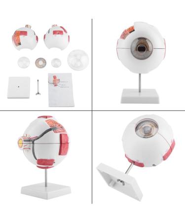 Wallfire 6x Removable Human Eye Model - Ideal for Study & Teaching | International Shipping Available - Buy Online on GoSupps.com
