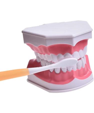 AWJ Dental Care Model - 28 Teeth Toothbrush Demo Model for Kids | Standard Size Tooth Care Teaching Aid - Buy Online on GoSupps.com