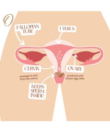 Ovarium Deluxe Conception Kit | Medical-Grade Silicone Fertility Cups Lubricant & Tests | Enhance Conception | Free International Shipping - Buy Online on GoSupps.com