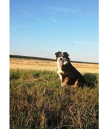 Buy Nordicvital Salmon Oil 5L Canister for Dogs Cats & Horses | 100% Premium Omega 3 6 & 9 Natural BARF Oil - Buy Online on GoSupps.com