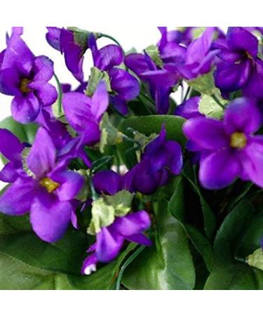 Violet Syrup Set of 3 - Buy Online on GoSupps.com