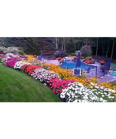 5-2 Humic/Fulvic Acid + Seaweed Extract Wonder Blend 425 Grams Wallace Organic Wonder - Buy Online on GoSupps.com