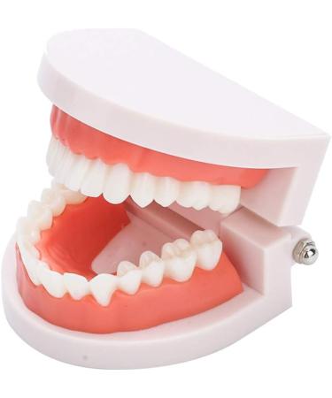 Standard Tooth Model - 28 Pieces for Adults & Kids | Dentures Artificial Teeth Educational Display - Buy Online on GoSupps.com