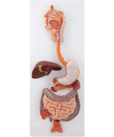 Human Digestive System Model - 3 Part Anatomical Display | Educational Tool for Anatomy Lessons - Buy Online on GoSupps.com