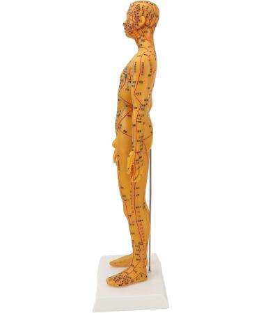 High-Quality Acupuncture Point Body Model - Exquisite Craftsmanship & Practical Accessories for Training - Buy Online on GoSupps.com