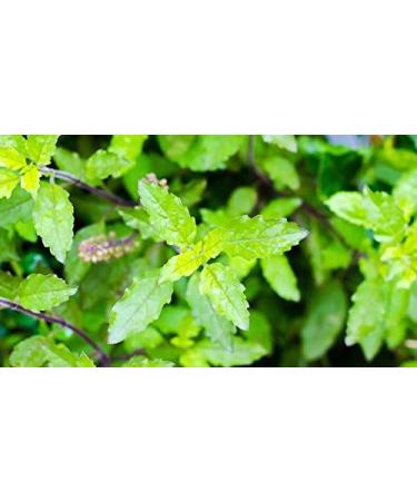 Organic Tulsi Powder 100g | Holy Basil Supplement by Indigo Herbs - Buy Online on GoSupps.com