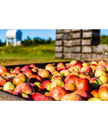 White House Organic Apple Cider Vinegar Shots Raw Unfiltered 2oz (Pack of 24) - On the Go Convenience - Buy Online on GoSupps.com