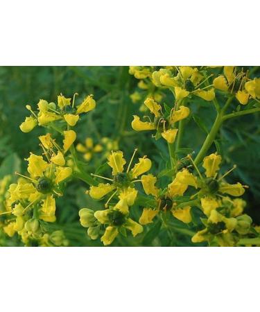 to the devil al badil Ruta Graveolens Street leaves of powder natural fig 1 sachet of 80 g - Buy Online on GoSupps.com