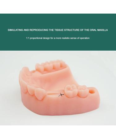 Lmeil 2 Dental Training Sets - Oral Practice Kits for Dental Students | Wound Cutting & Seam Exercises - Buy Online on GoSupps.com