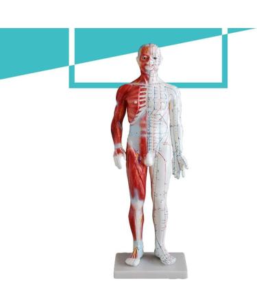 UIGJIOG 60cm Human Acupuncture Model - Unisex Adult Anatomy & Acupuncture Points for Professionals | Ideal for Acupuncturists - Buy Online on GoSupps.com