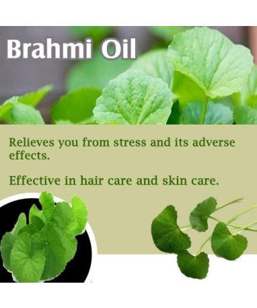 Calamus Oil (Acorus Calamus) - 100% Pure Therapeutic Essential Oil - Salvia Amber Bottle - 100ML Aromatherapy - Cold Pressed Uncut Undiluted - Buy Online on GoSupps.com