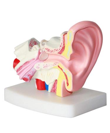 Ear Model Human Ear Anatomy Model 1.5X Magnification Model Suitable for Medical