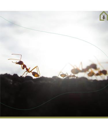 AntHouse - Acrylic Ant Hill | Educational Kit 10 x 20 x 1'3 cm | Mushroom Ant Farm | Black - Buy Online on GoSupps.com
